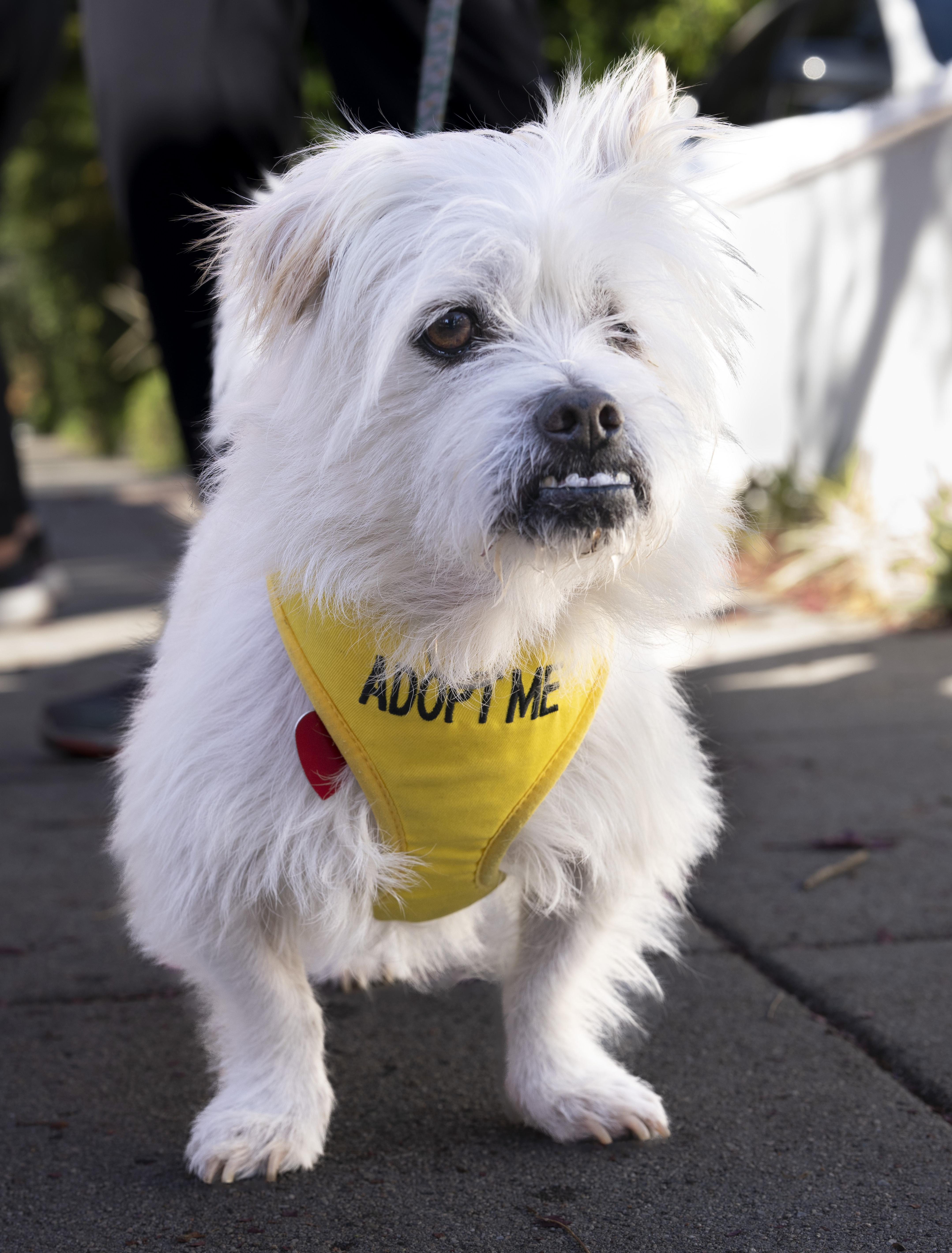 Archie, a Adoptable mixed breed in Los Angeles, CA image 2/6