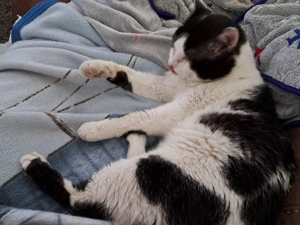 Boomer (with foster), Adoptable, Adult Male Domestic Short Hair.