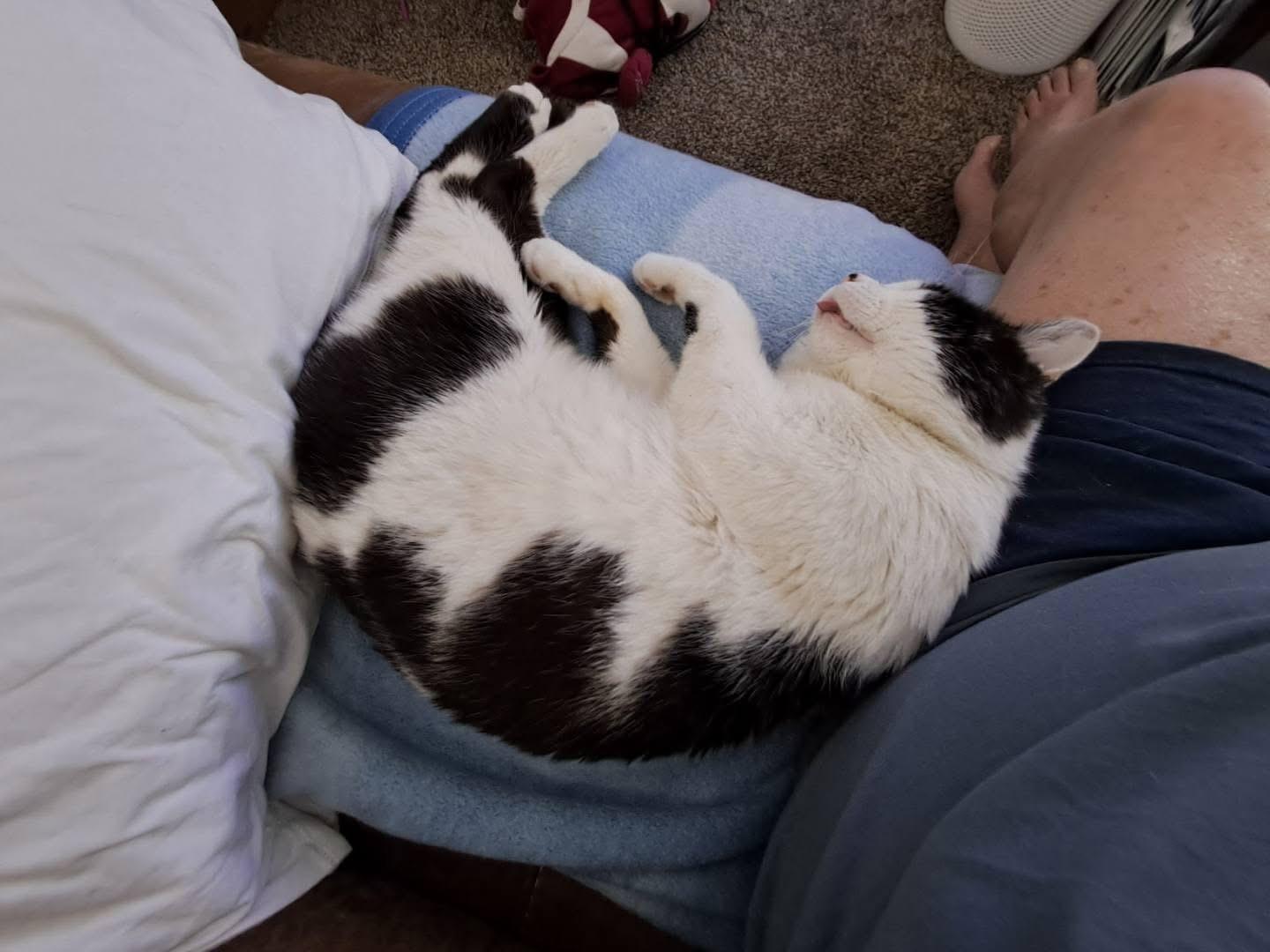 Boomer (with foster), a Adoptable Domestic Short Hair in Myrtle Beach, SC image 2/4