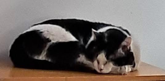 Boomer (with foster), a Adoptable Domestic Short Hair in Myrtle Beach, SC image 3/4