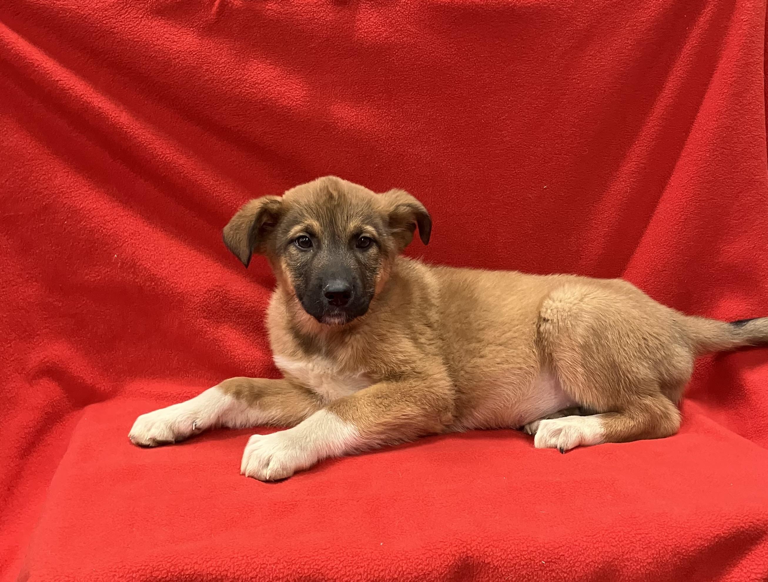 Enlarge Marie, a ADOPTABLE mixed breed in Henderson, NV image 1/2