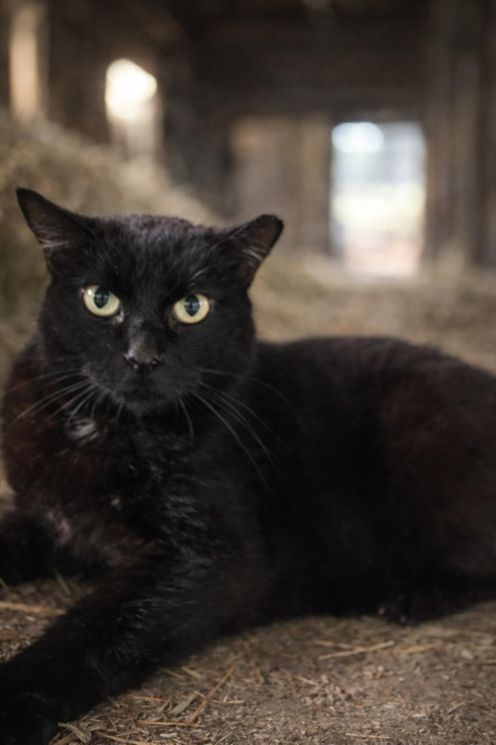 Mattie, ADOPTABLE, Adult Female American Shorthair.