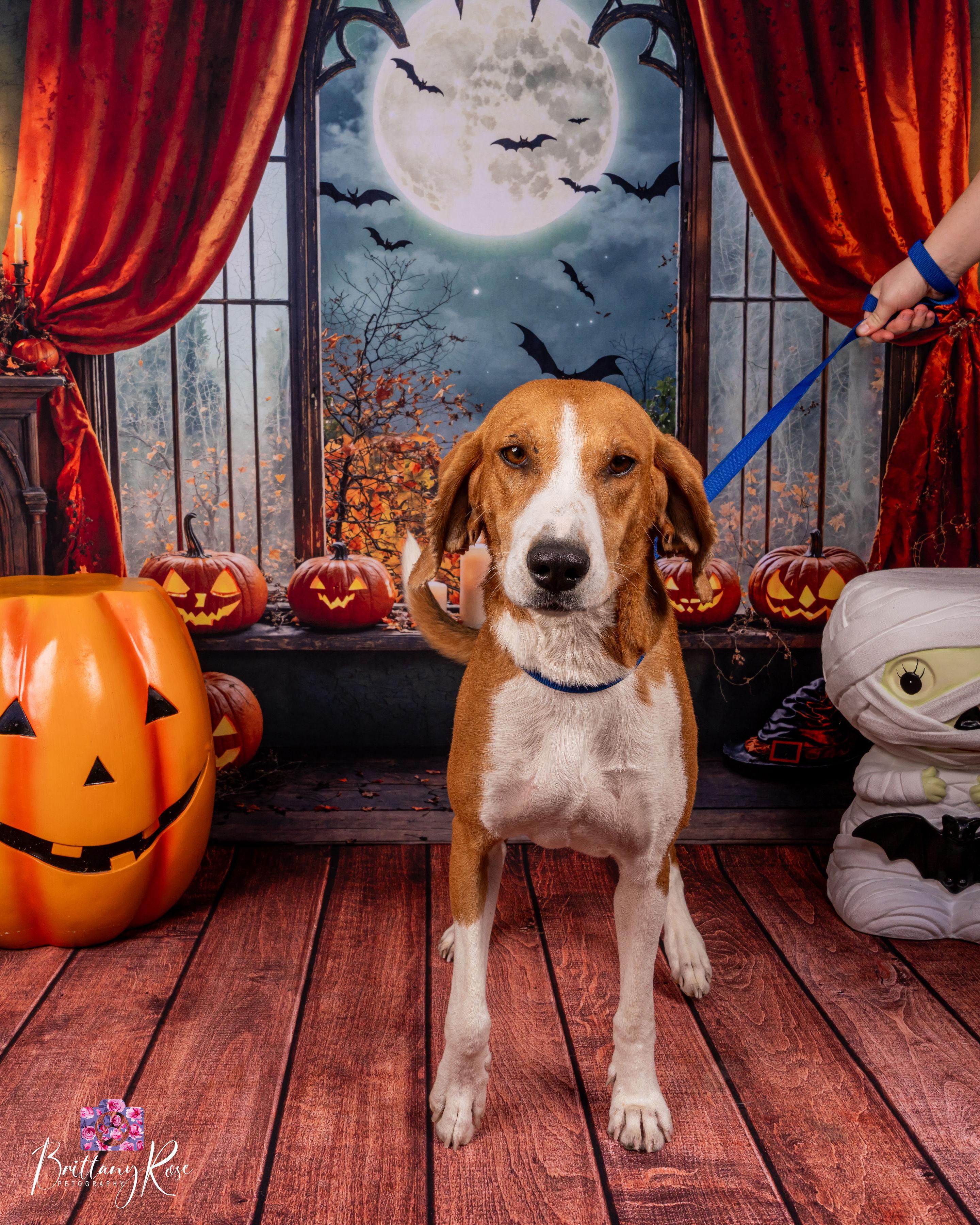 Lila, Adopted, Adult Female Hound.