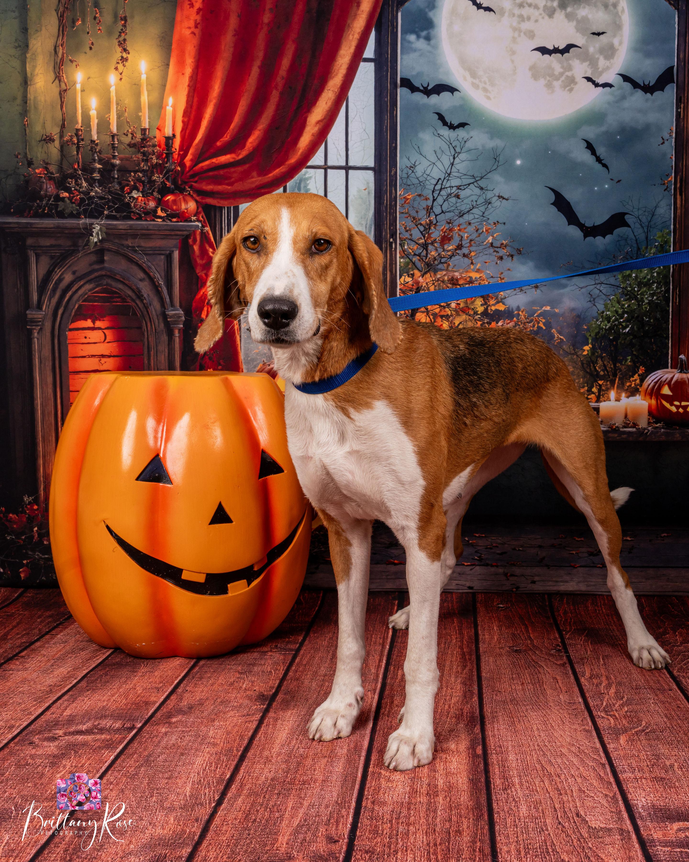 Lila, a Adopted Hound in Powhatan, VA image 2/3