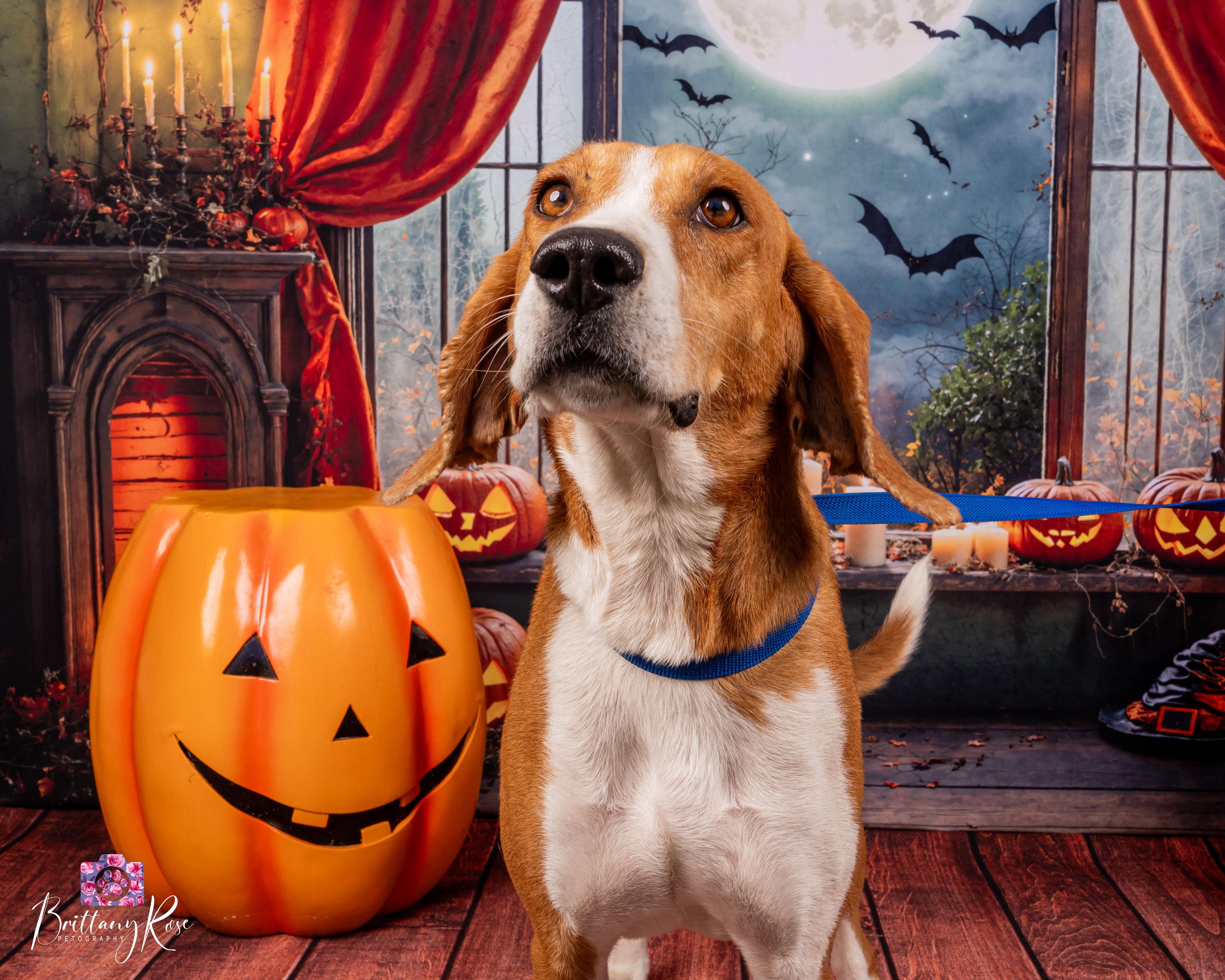 Lila, a Adopted Hound in Powhatan, VA image 3/3