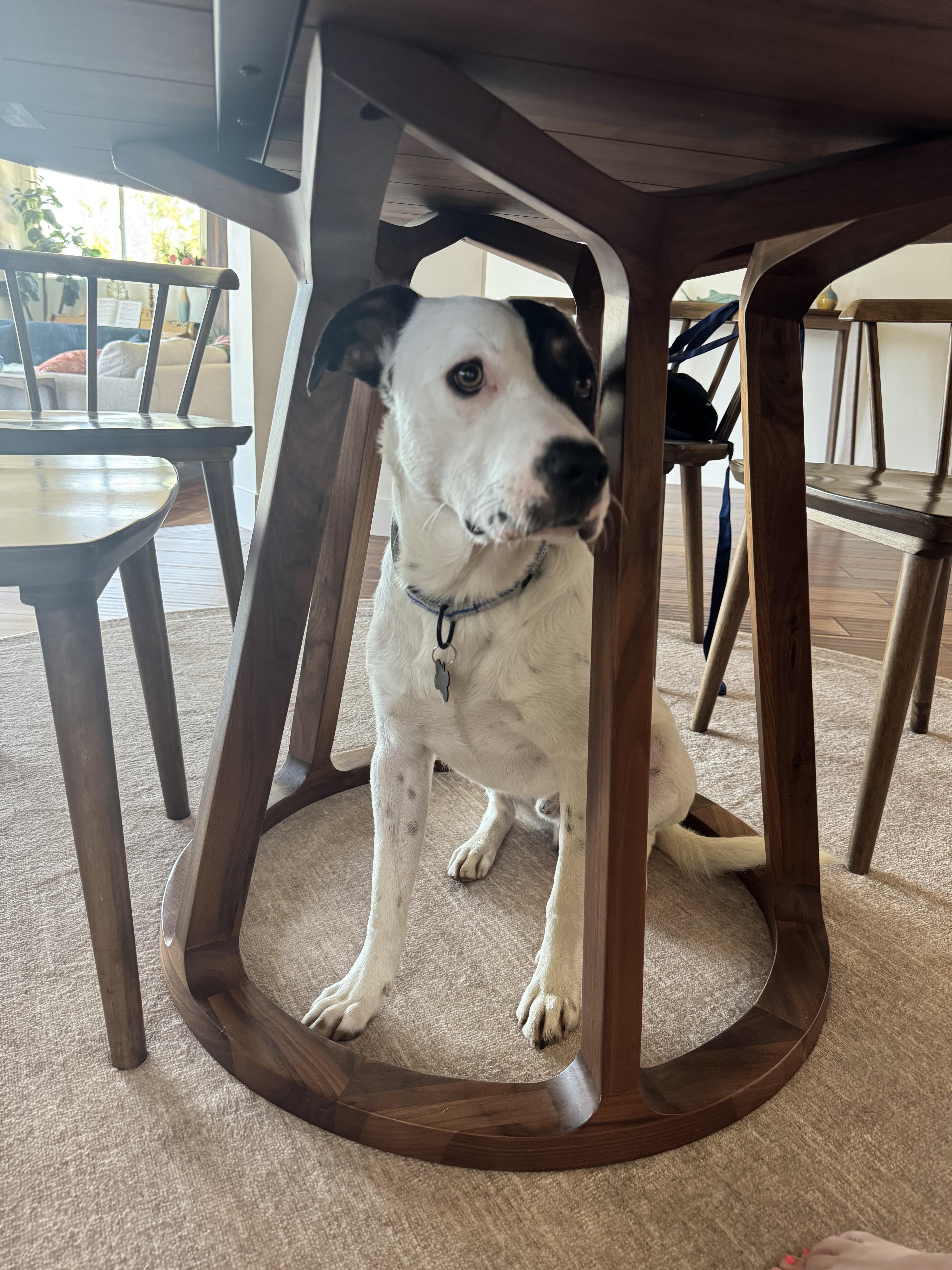 Harvey, a ADOPTABLE mixed breed in Murrieta, CA image 2/6