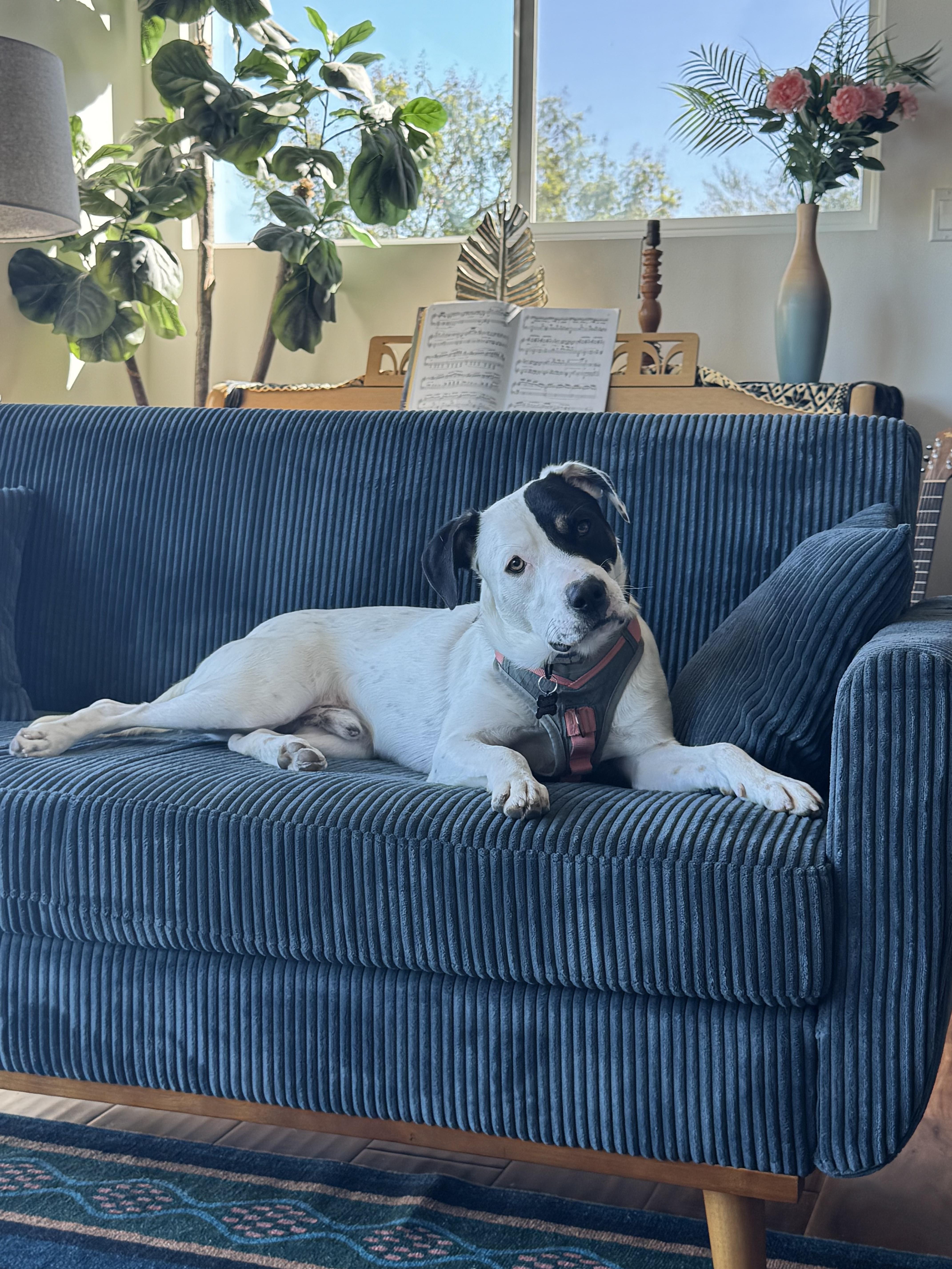 Harvey, a ADOPTABLE mixed breed in Murrieta, CA image 6/6