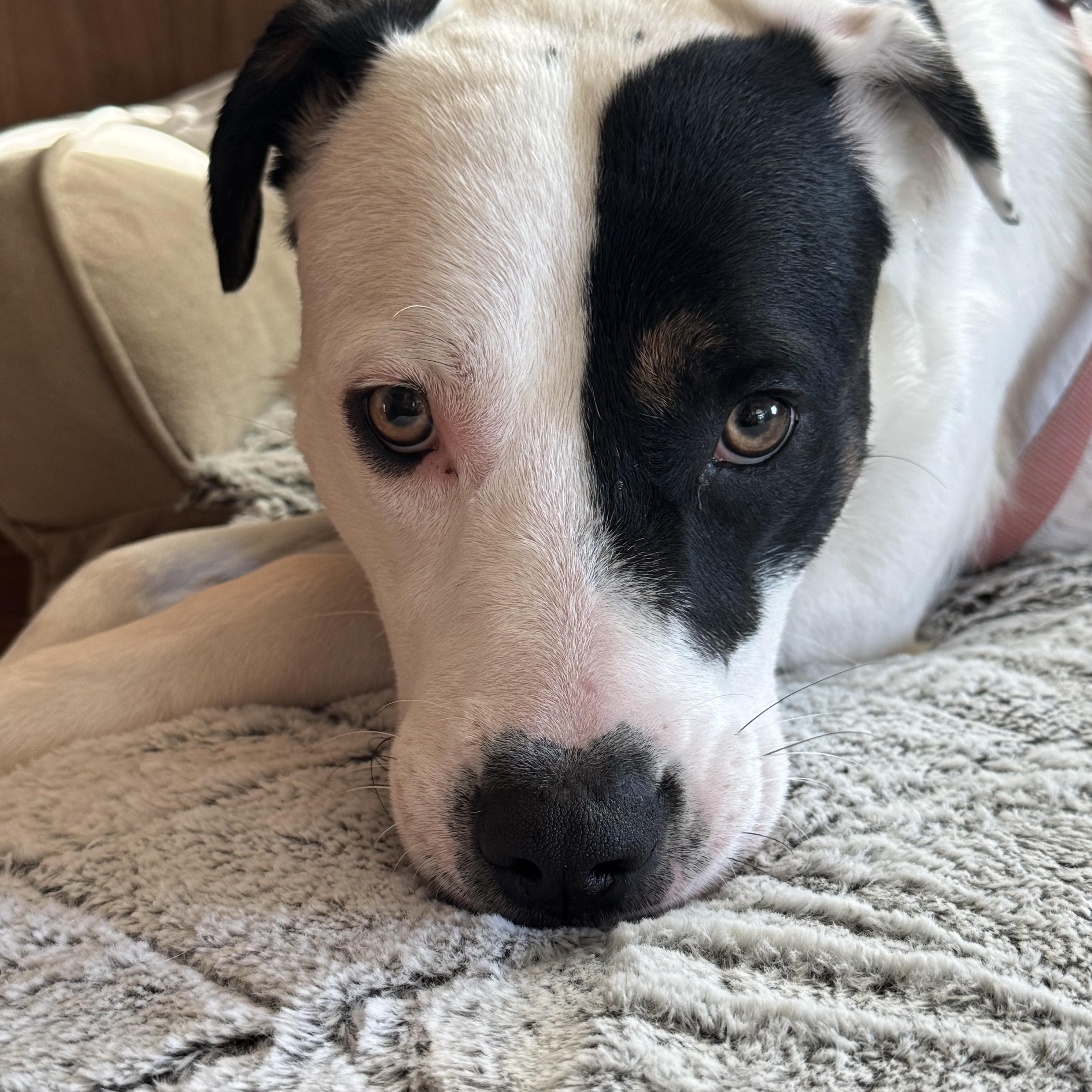 Harvey, ADOPTABLE, Young Male Labrador Retriever & Pit Bull Terrier.