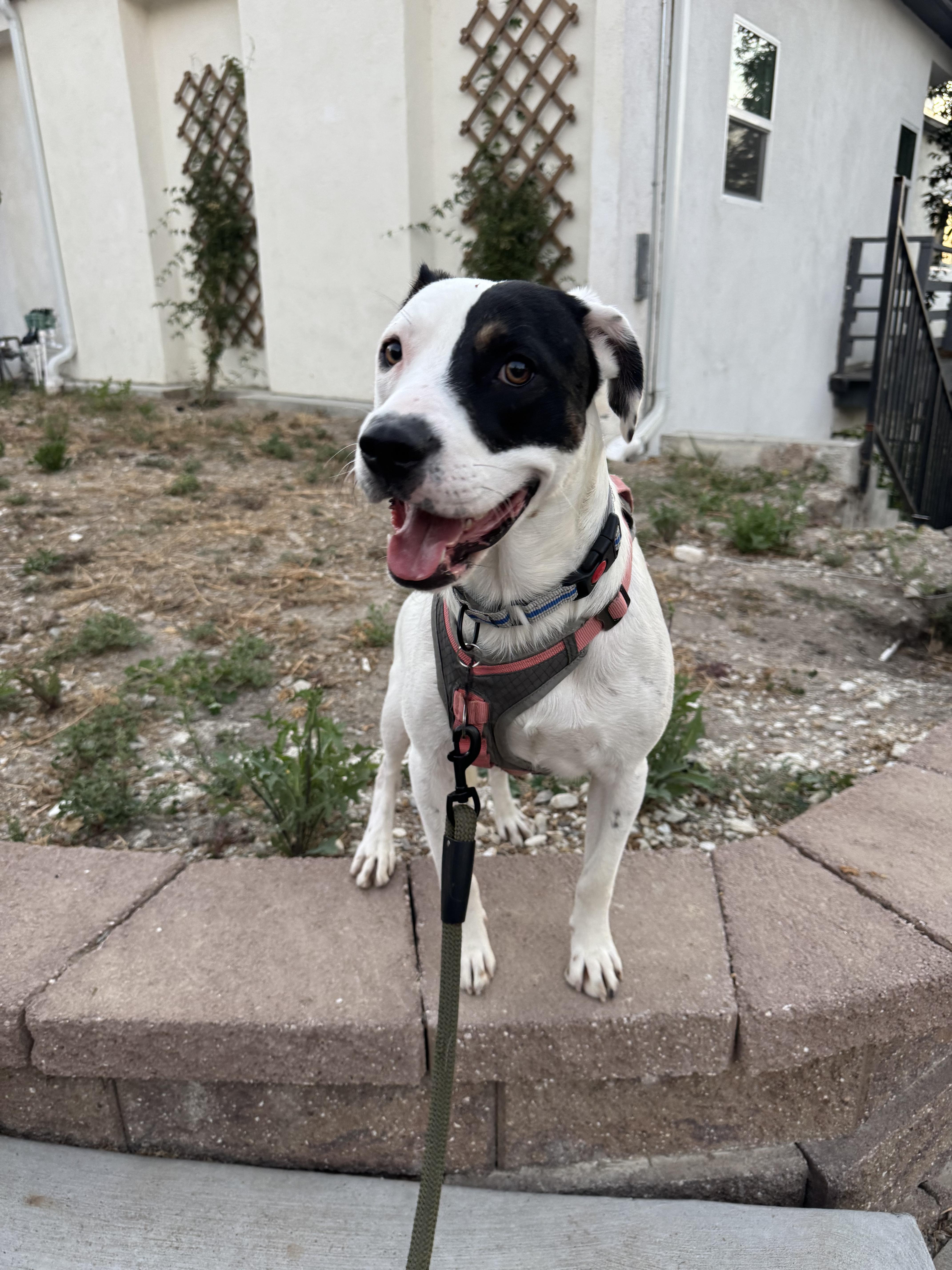 Harvey, a ADOPTABLE mixed breed in Murrieta, CA image 3/6