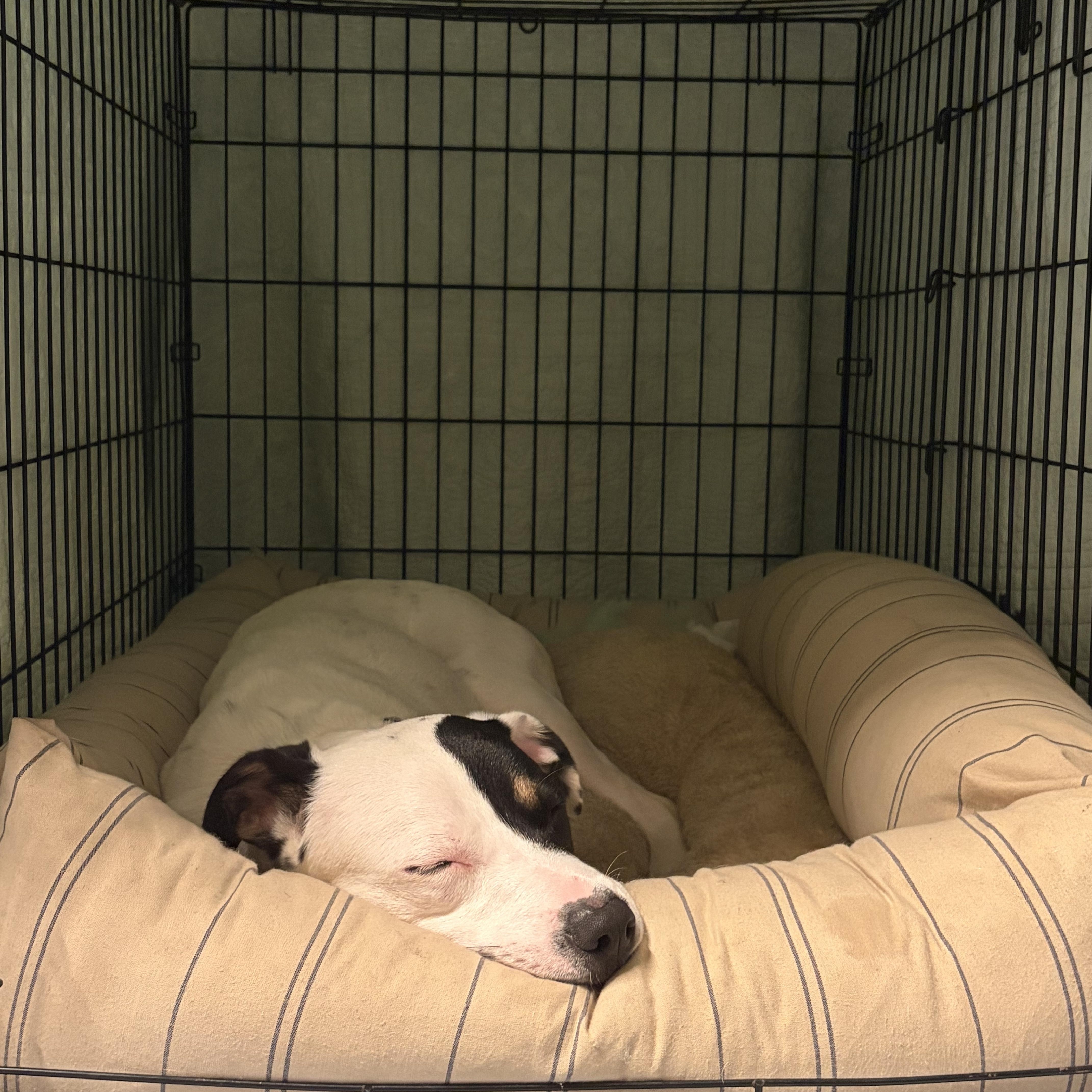 Harvey, a ADOPTABLE mixed breed in Murrieta, CA image 4/6