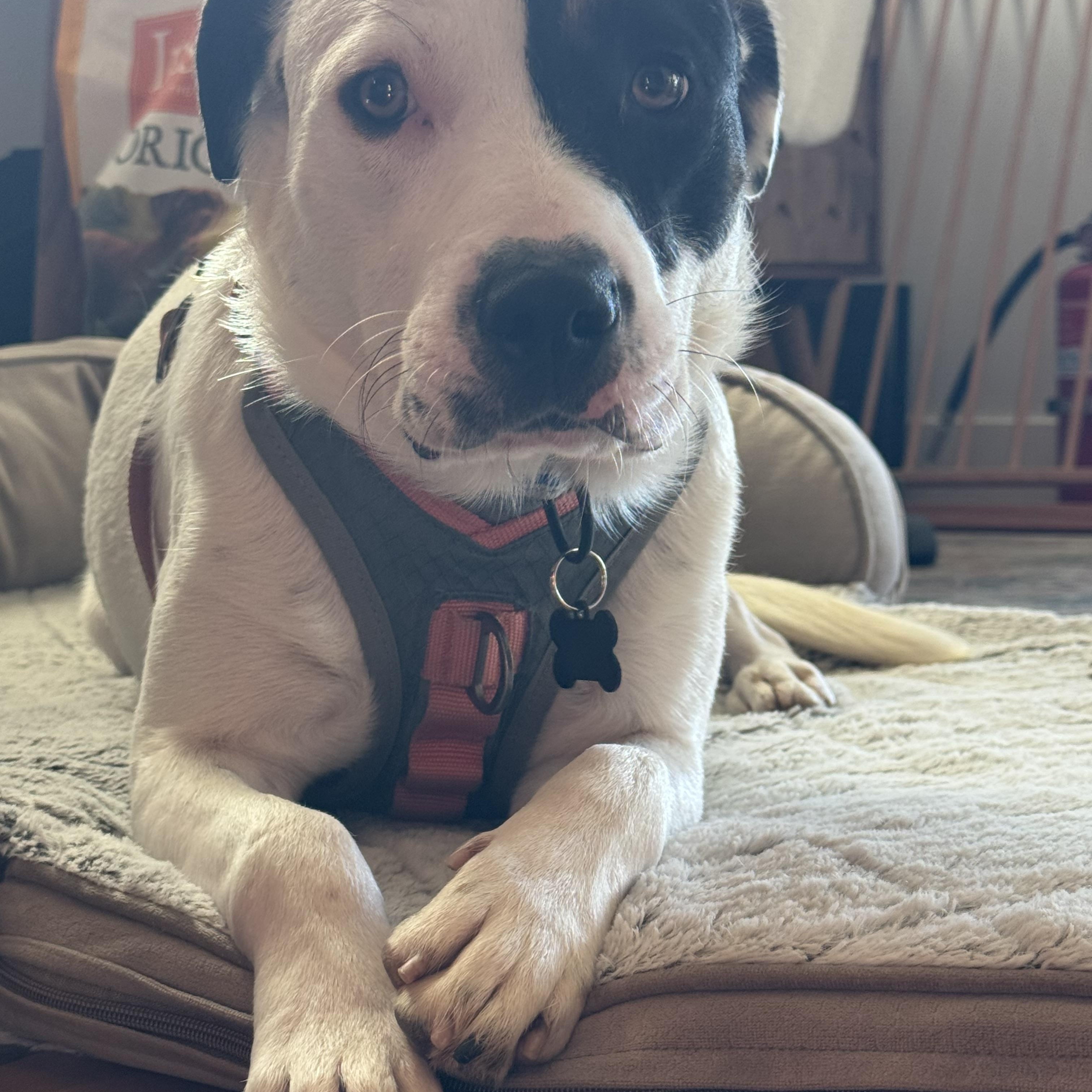 Harvey, a ADOPTABLE mixed breed in Murrieta, CA image 5/6