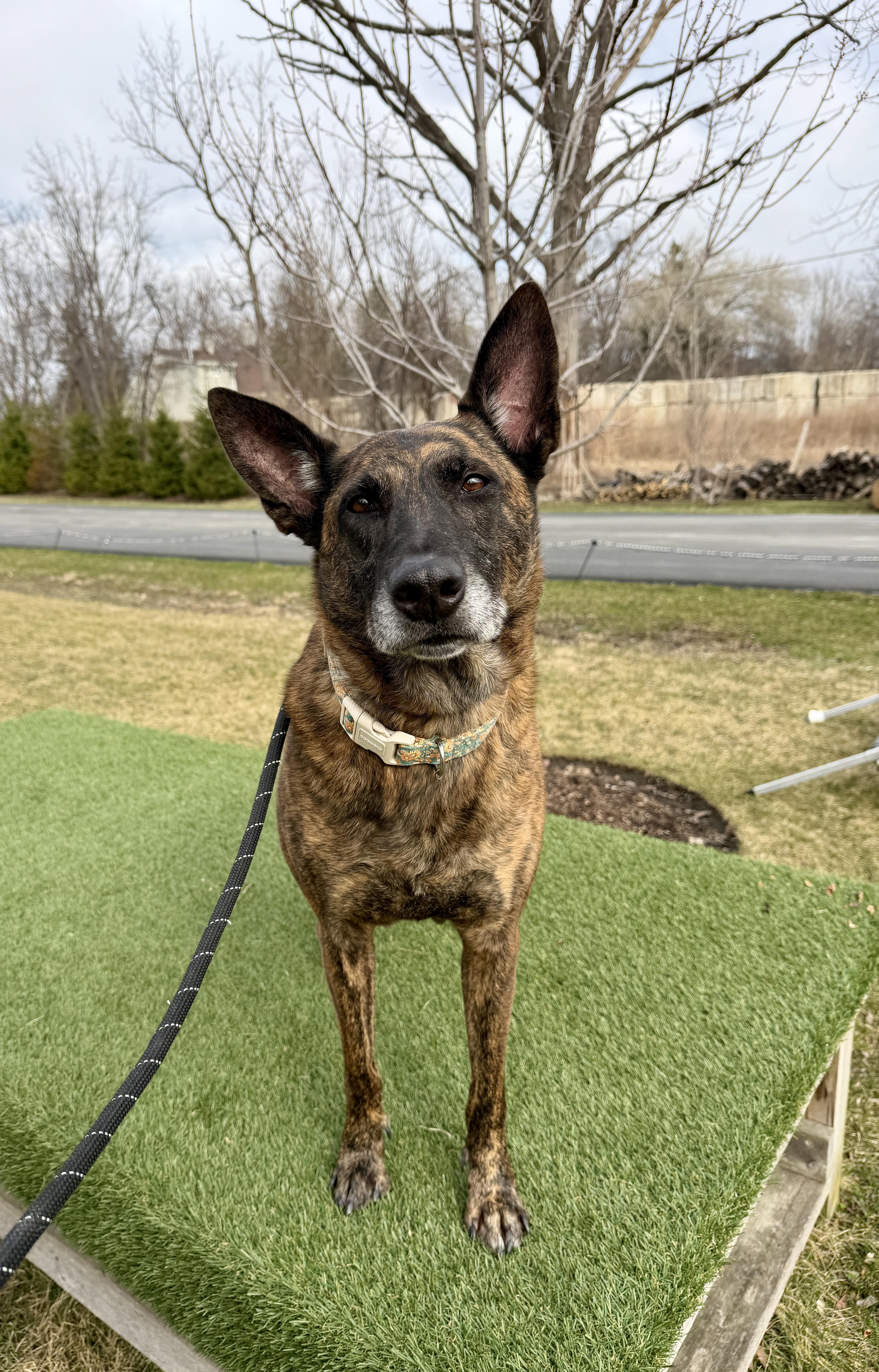 Enlarge Pablo, a ADOPTABLE Dutch Shepherd in Vernon Hills, IL image 2/3