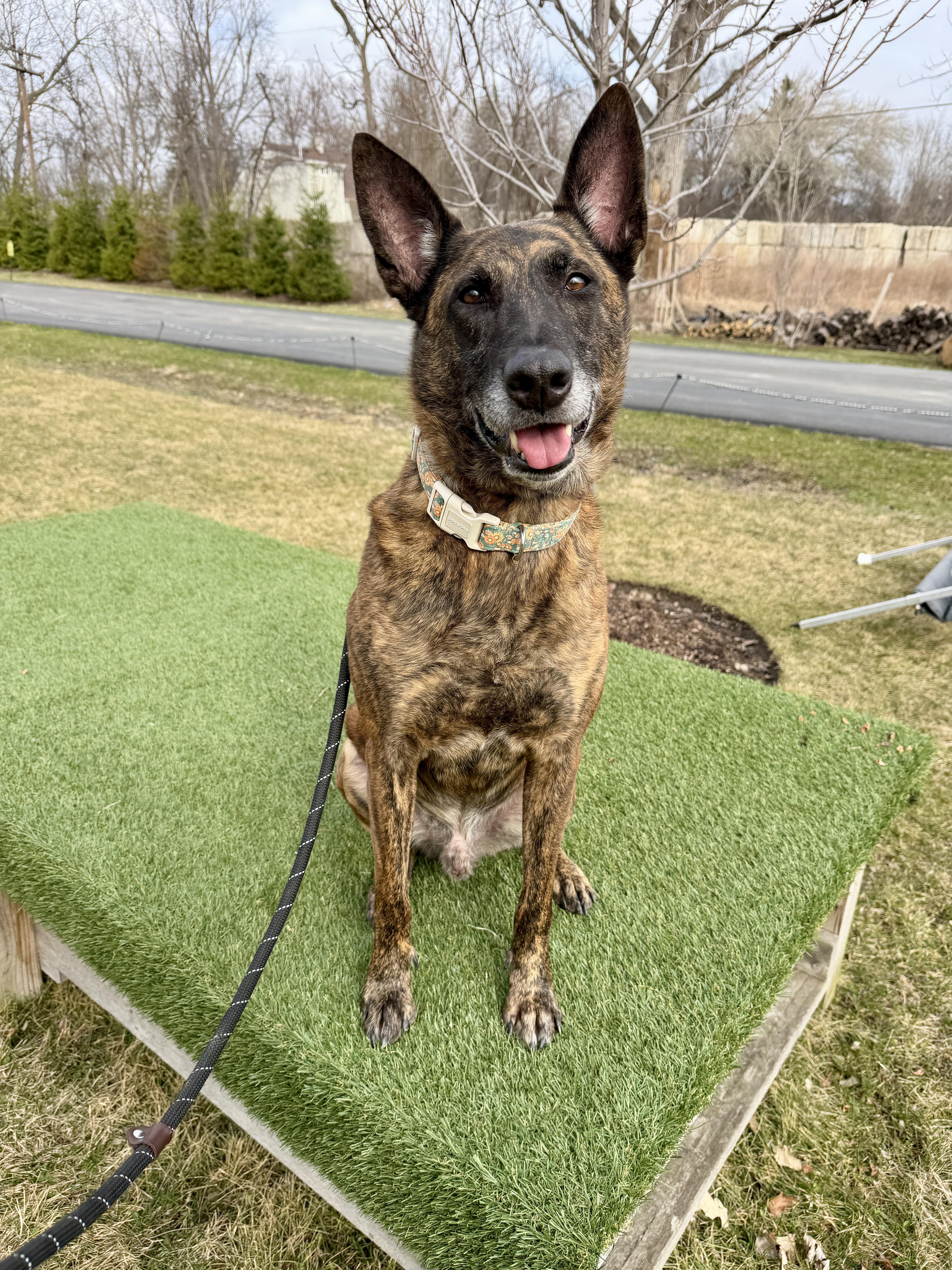 Enlarge Pablo, a ADOPTABLE Dutch Shepherd in Vernon Hills, IL image 1/3