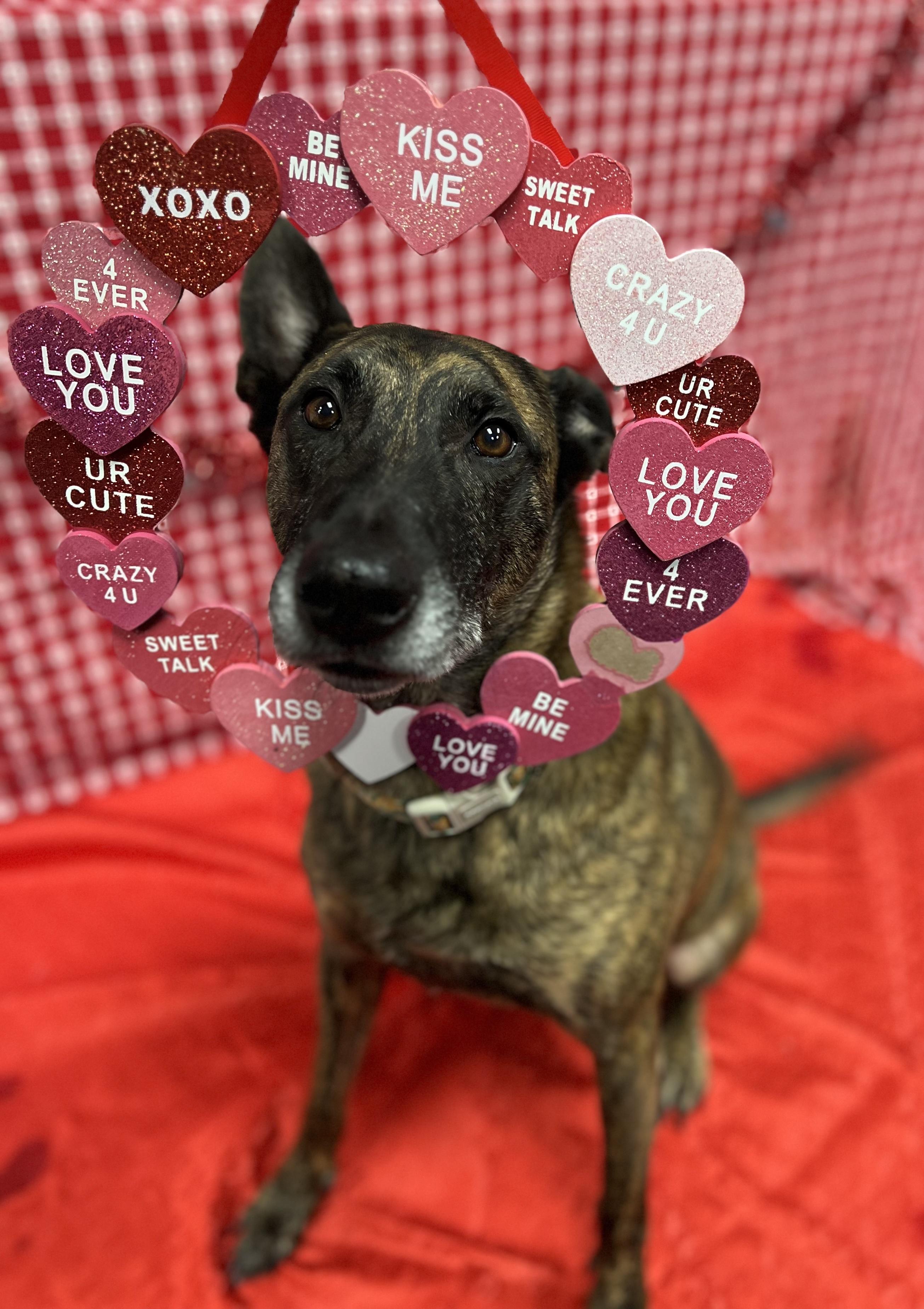 Enlarge Pablo, a ADOPTABLE Dutch Shepherd in Vernon Hills, IL image 3/3