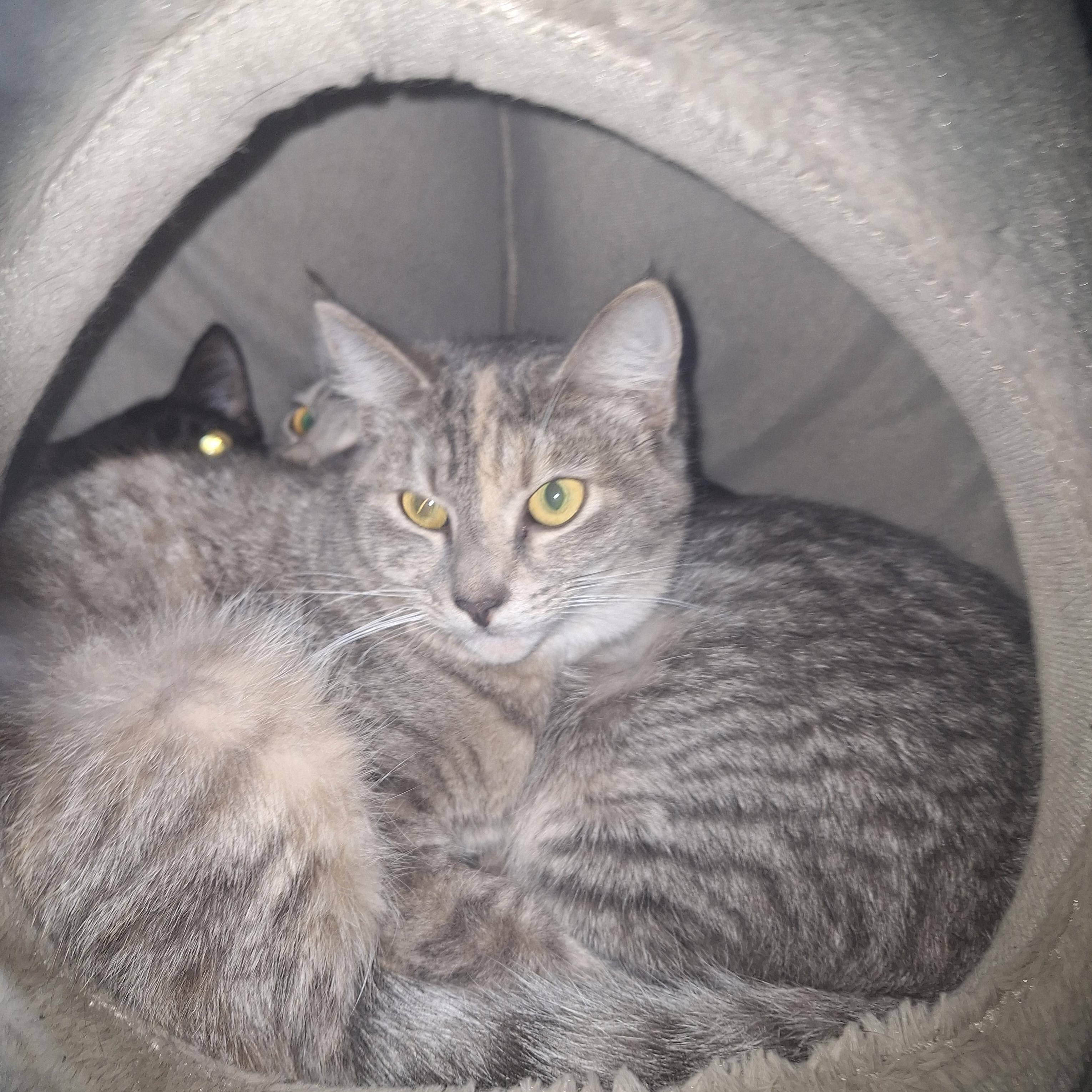 Enlarge Sissy, a Adoptable mixed breed in Polk city, FL image 1/1