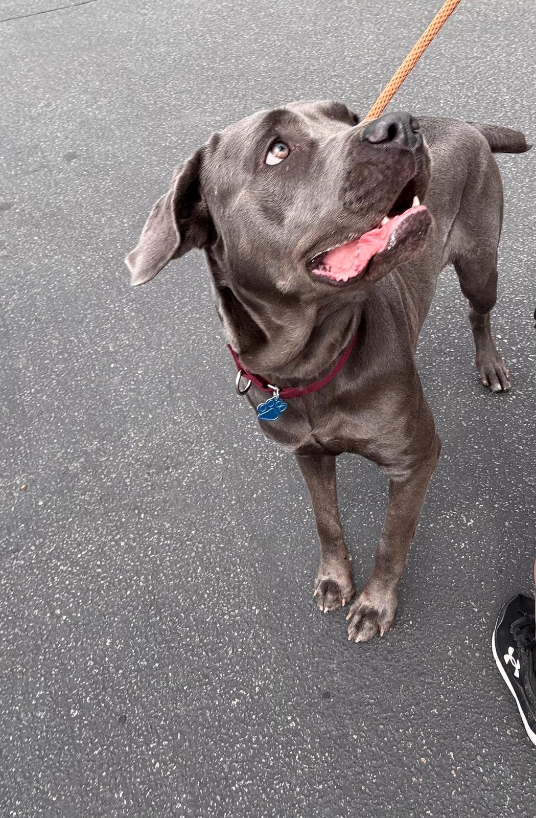 Sheeba