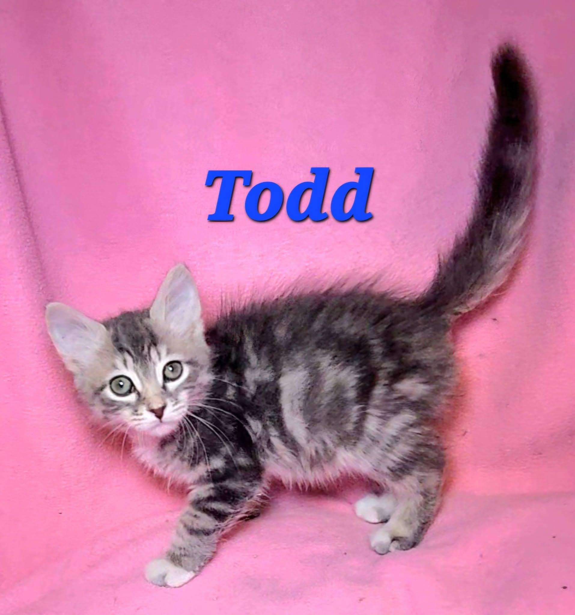 Enlarge Todd, a Adopted Tabby in Macon, GA image 2/2