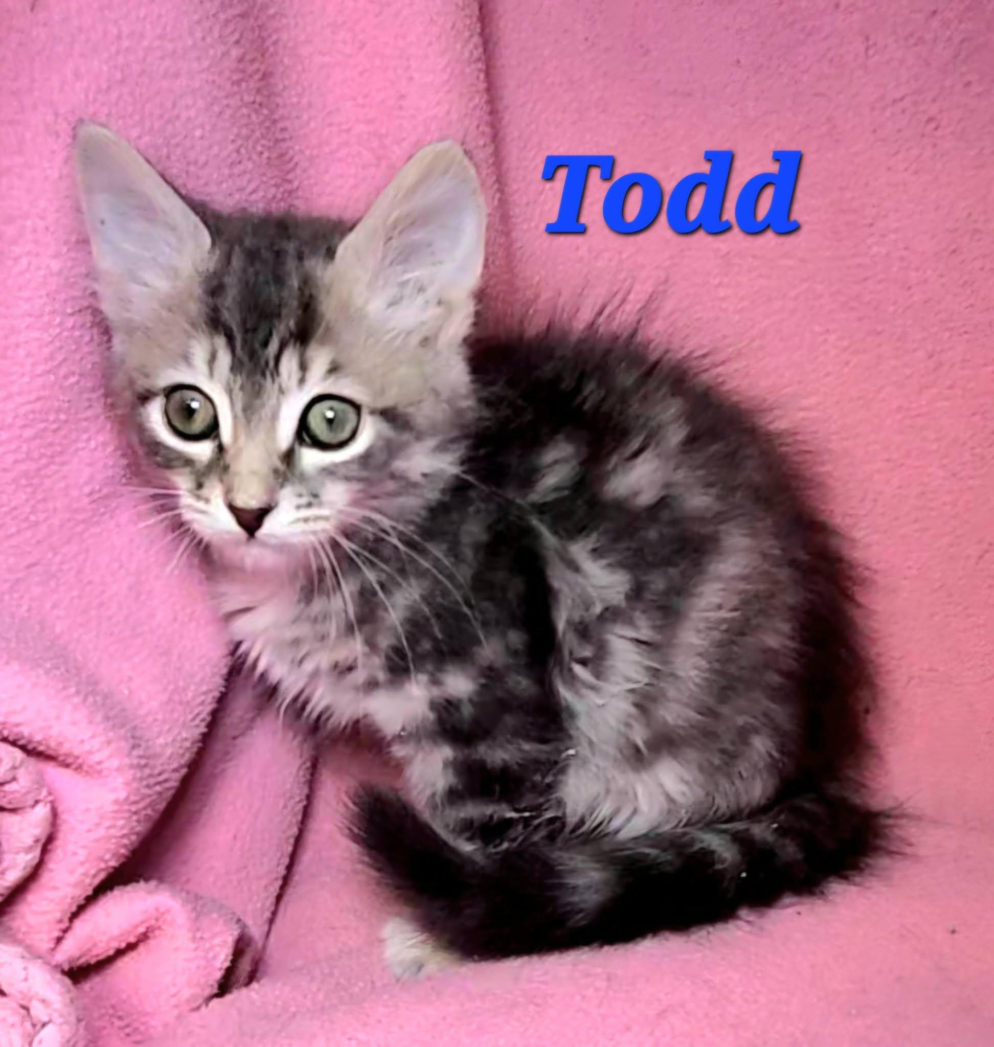 Todd, Adopted, Kitten Male Tabby.