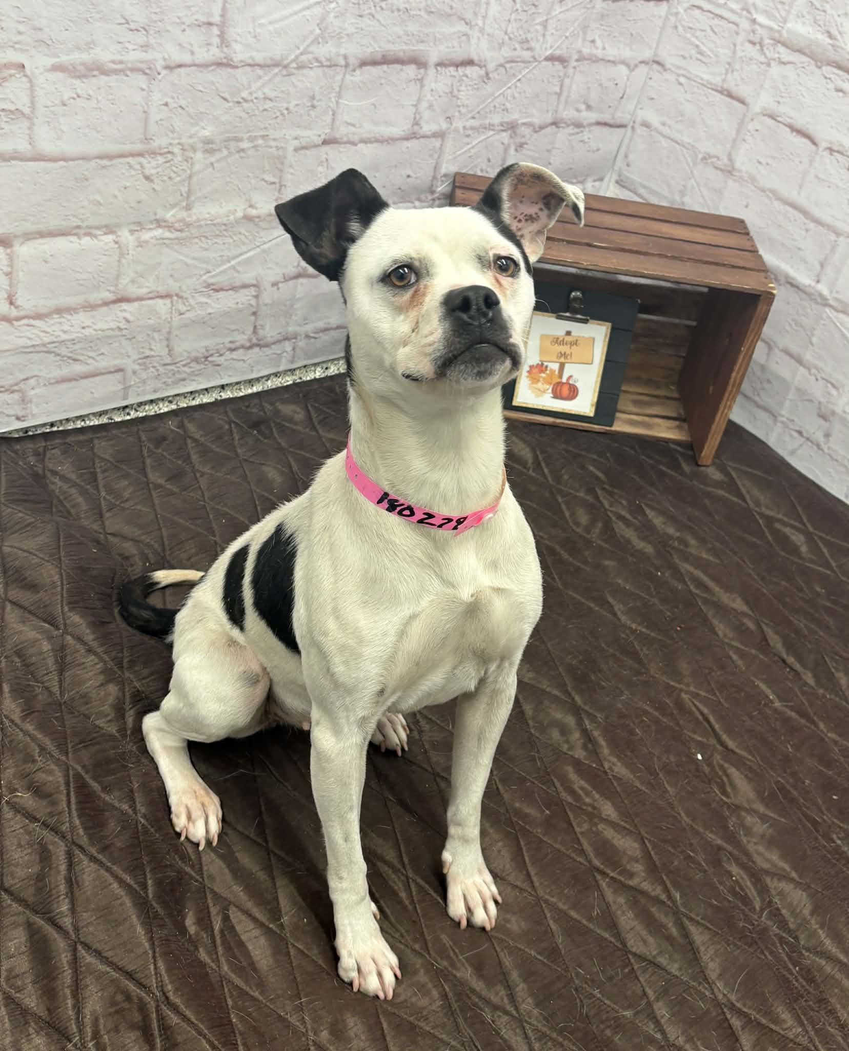 Enlarge Mara, a Adoptable mixed breed in Oxford, MI image 1/2