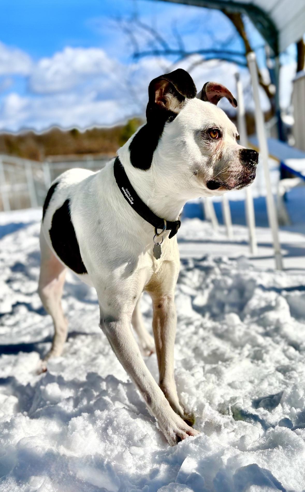 Enlarge Mara, a Adoptable mixed breed in Oxford, MI image 1/5