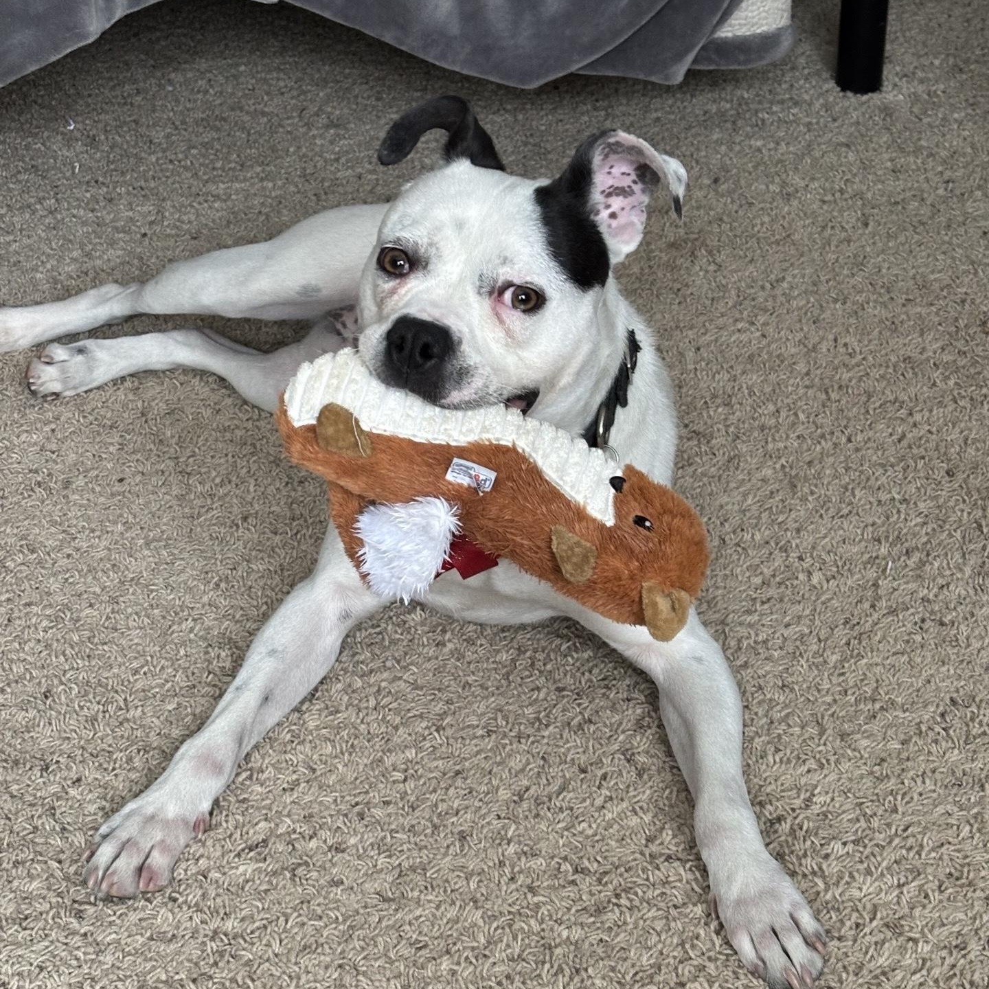 Enlarge Mara, a Adoptable mixed breed in Oxford, MI image 4/5