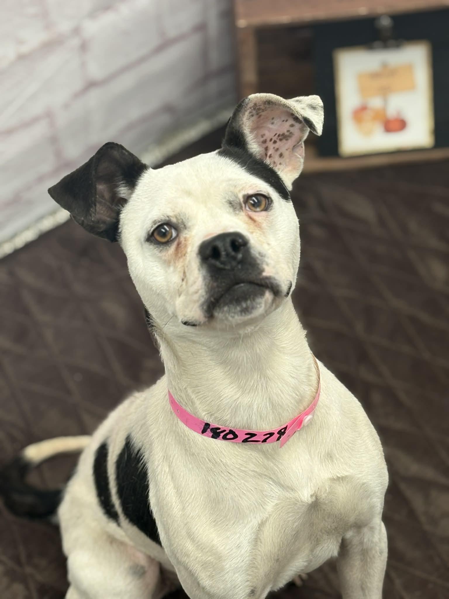 Enlarge Mara, a Adoptable mixed breed in Oxford, MI image 2/2