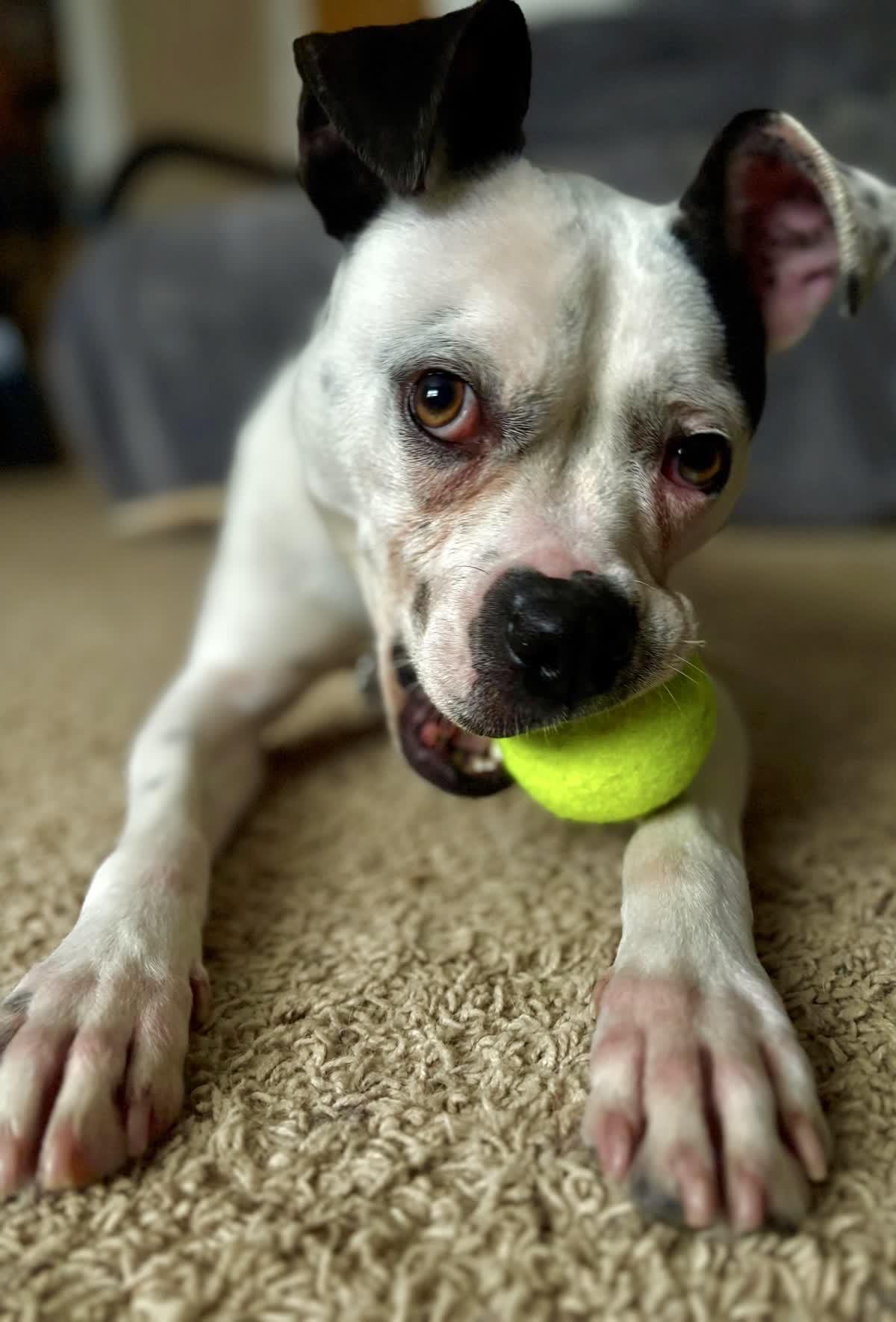 Enlarge Mara, a Adoptable mixed breed in Oxford, MI image 5/5