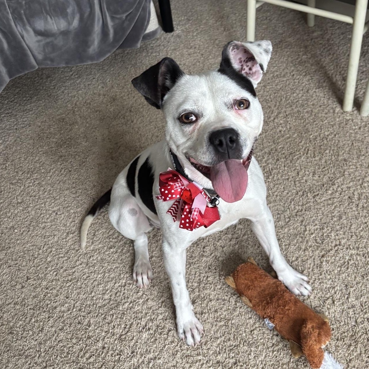 Mara, Adoptable, Young Female Pit Bull Terrier & Mixed Breed.