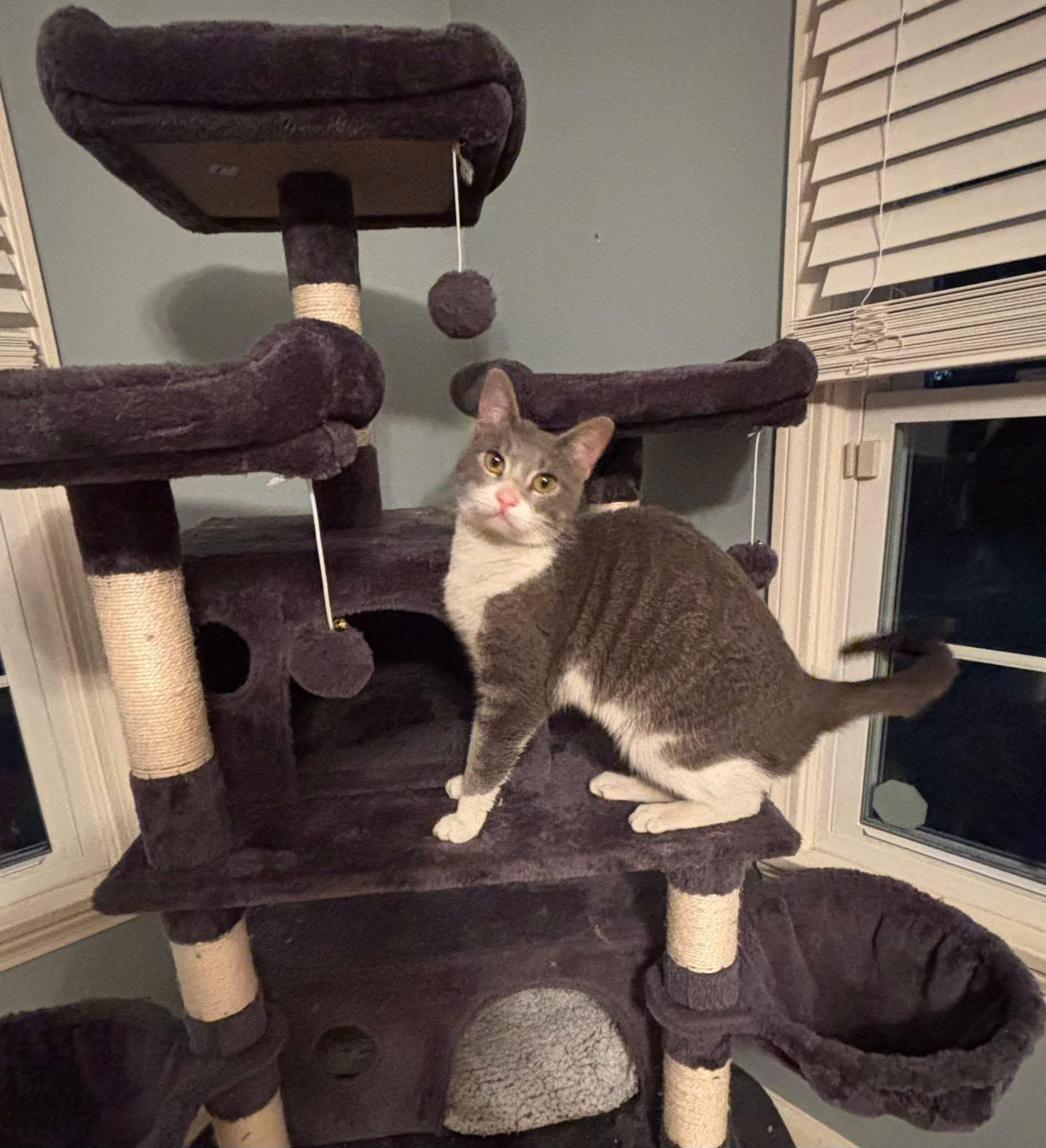 Enlarge Hope , a ADOPTABLE Domestic Short Hair in Enfield, CT image 4/5