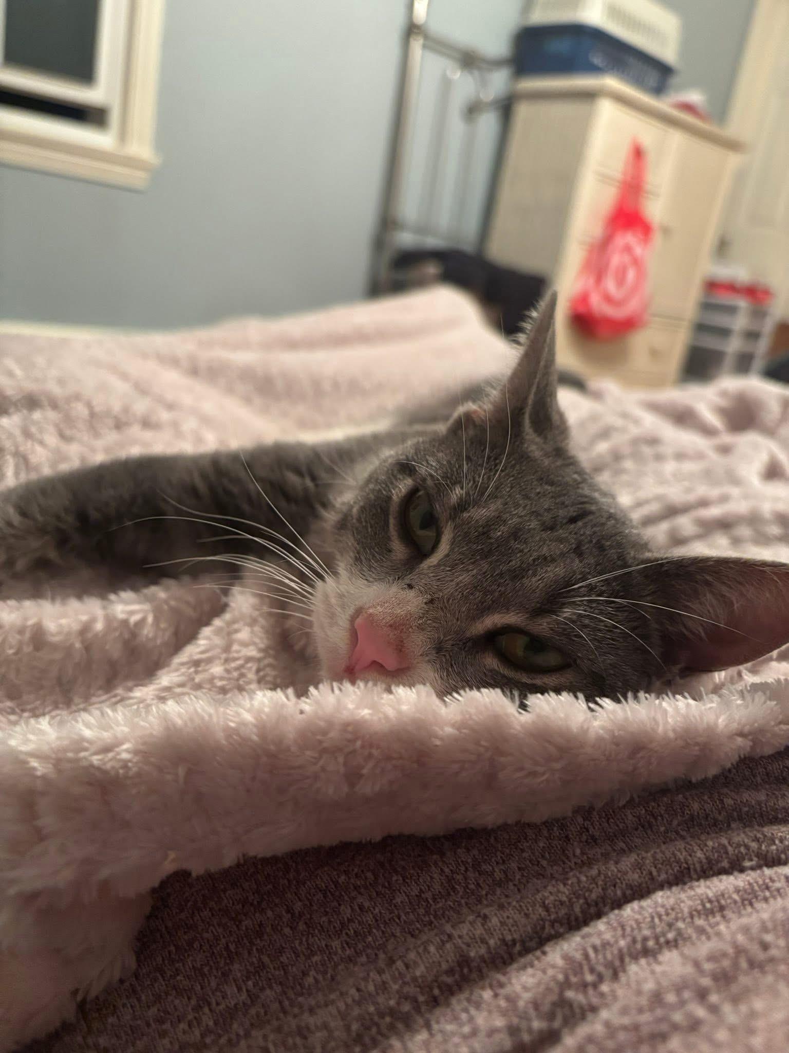 Enlarge Hope , a ADOPTABLE Domestic Short Hair in Enfield, CT image 3/5