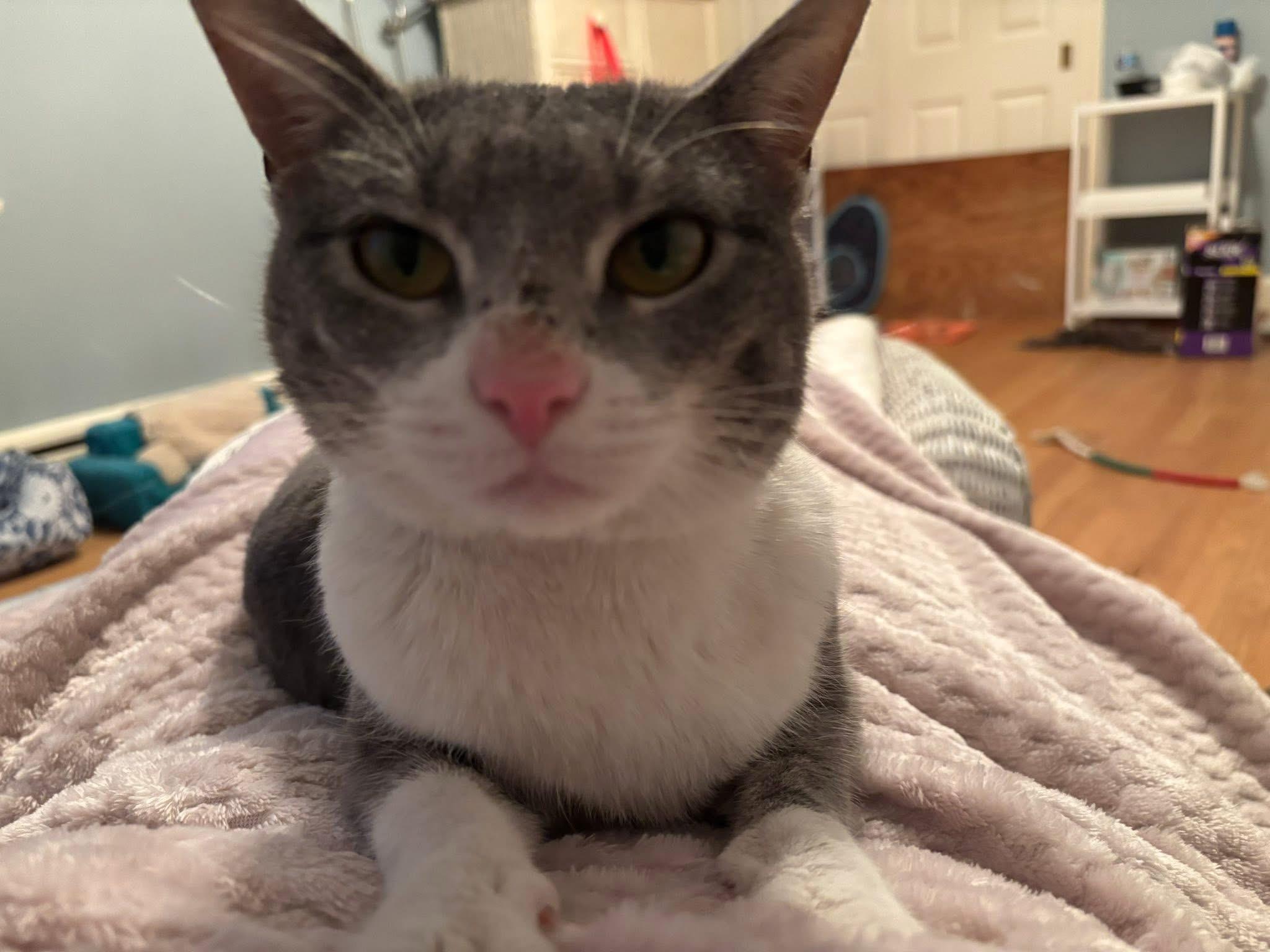 Enlarge Hope , a ADOPTABLE Domestic Short Hair in Enfield, CT image 2/5