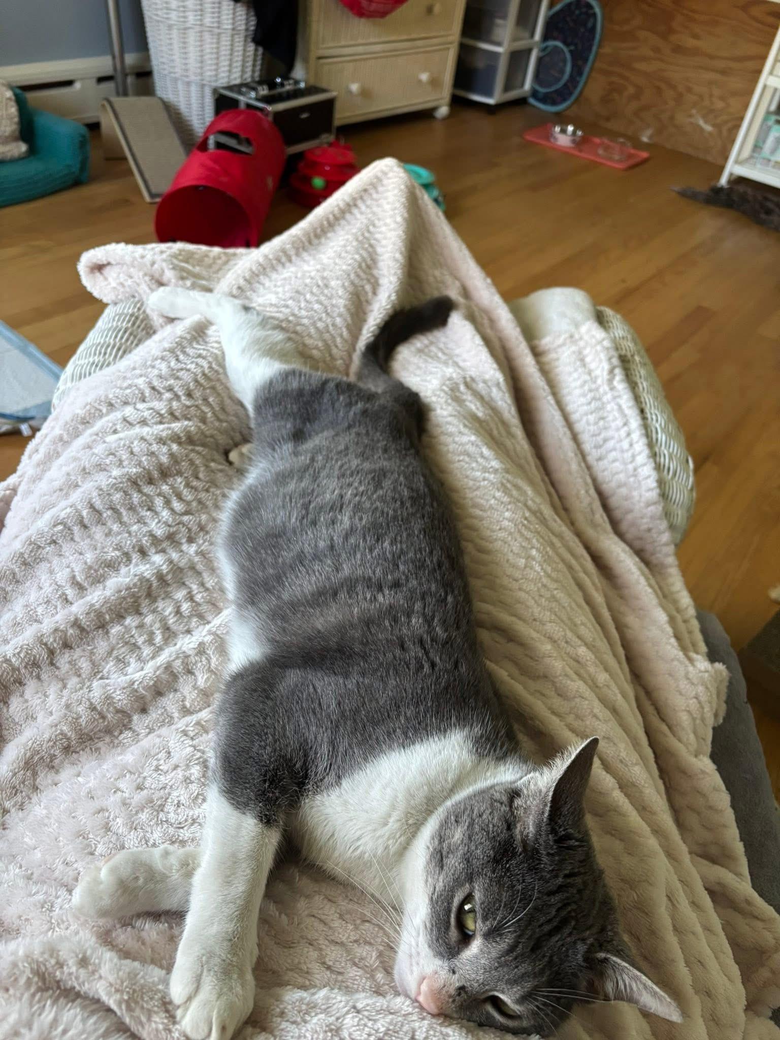 Enlarge Hope , a ADOPTABLE Domestic Short Hair in Enfield, CT image 5/5