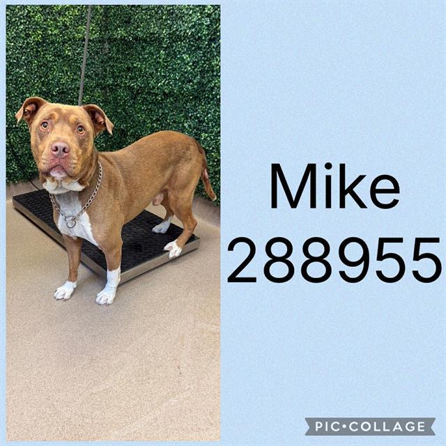MIKE, Adoptable, Young Male Mixed Breed.