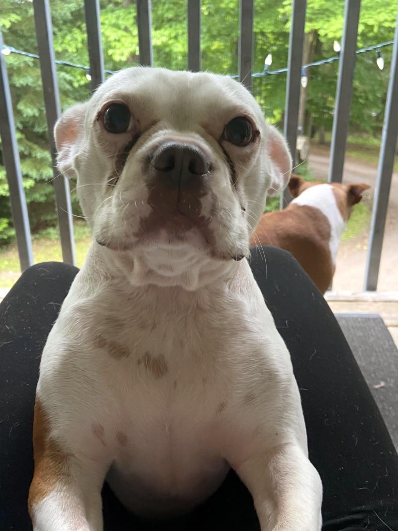 Macy, an adoptable Boston Terrier, English Bulldog in Bancroft, ON, K0L 1C0 | Photo Image 1