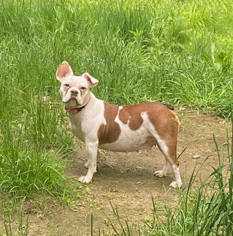 Macy, an adoptable Boston Terrier, English Bulldog in Bancroft, ON, K0L 1C0 | Photo Image 3
