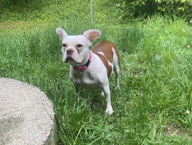 Macy, an adoptable Boston Terrier, English Bulldog in Bancroft, ON, K0L 1C0 | Photo Image 2