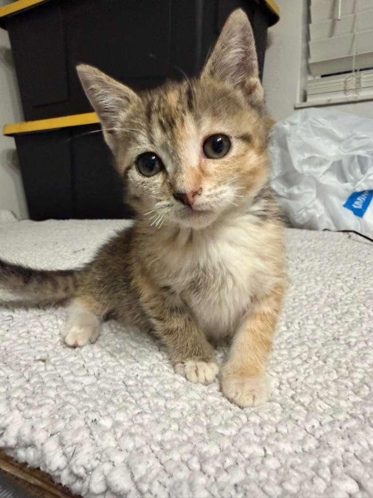 Enlarge Vesper, an adopted Domestic Short Hair in Jacksonville , FL image 1/3