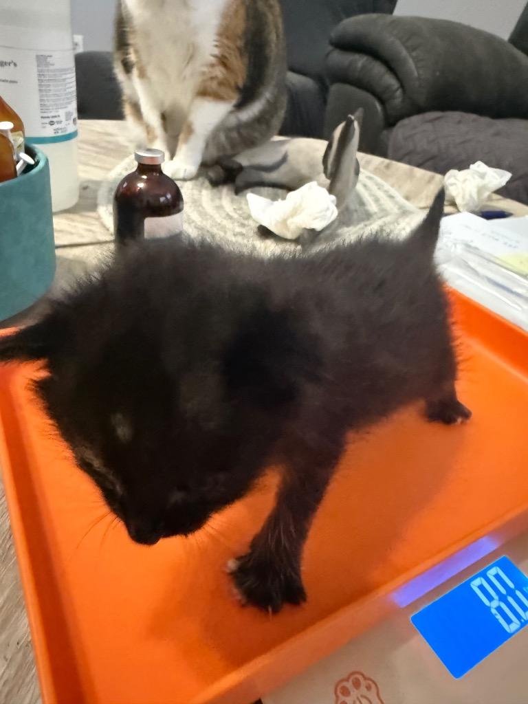 Enlarge Patches, a Adoptable mixed breed in Newnan, GA image 1/3