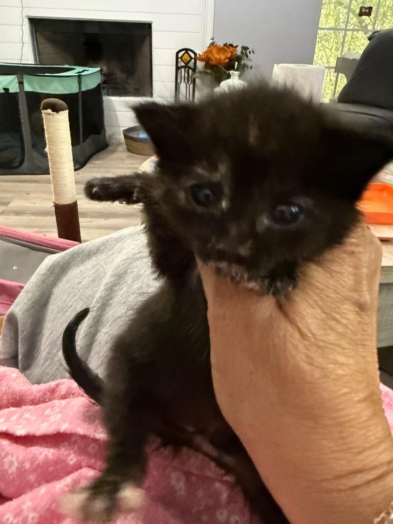 Enlarge Patches, a Adoptable mixed breed in Newnan, GA image 2/3