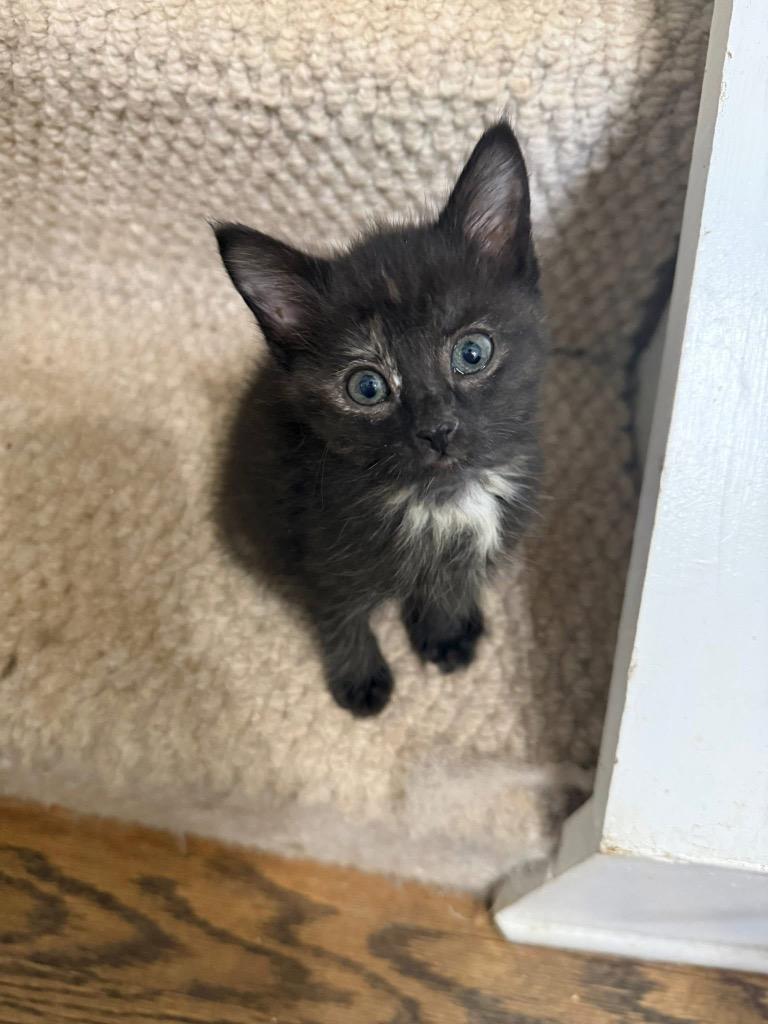 Enlarge Patches, a Adoptable mixed breed in Newnan, GA image 3/3