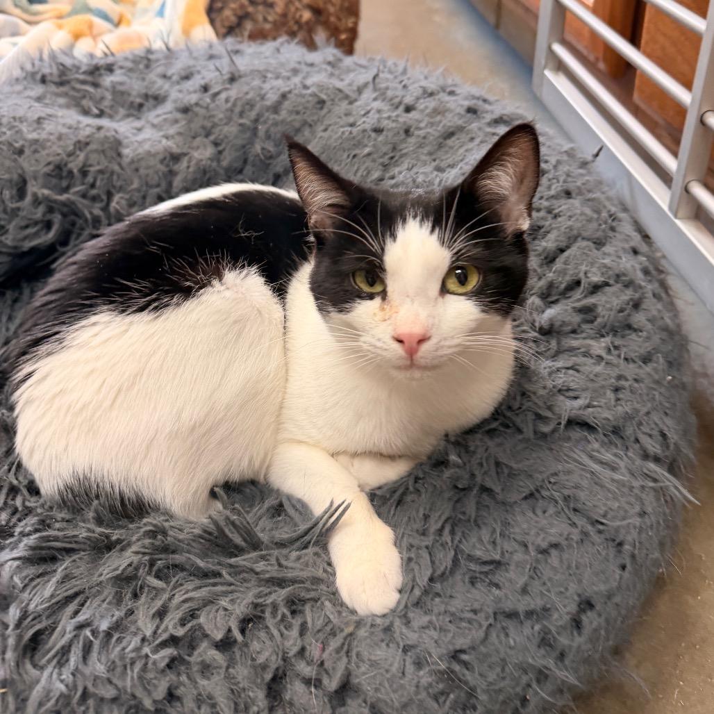 Fallon, Adoptable, Young Female Domestic Short Hair.