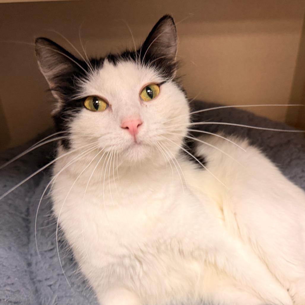 Fallon, Adoptable, Young Female Domestic Short Hair.