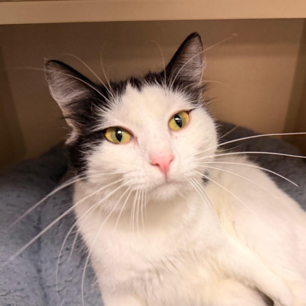Fallon, a Adoptable Domestic Short Hair in Pagosa Springs, CO image 2/2