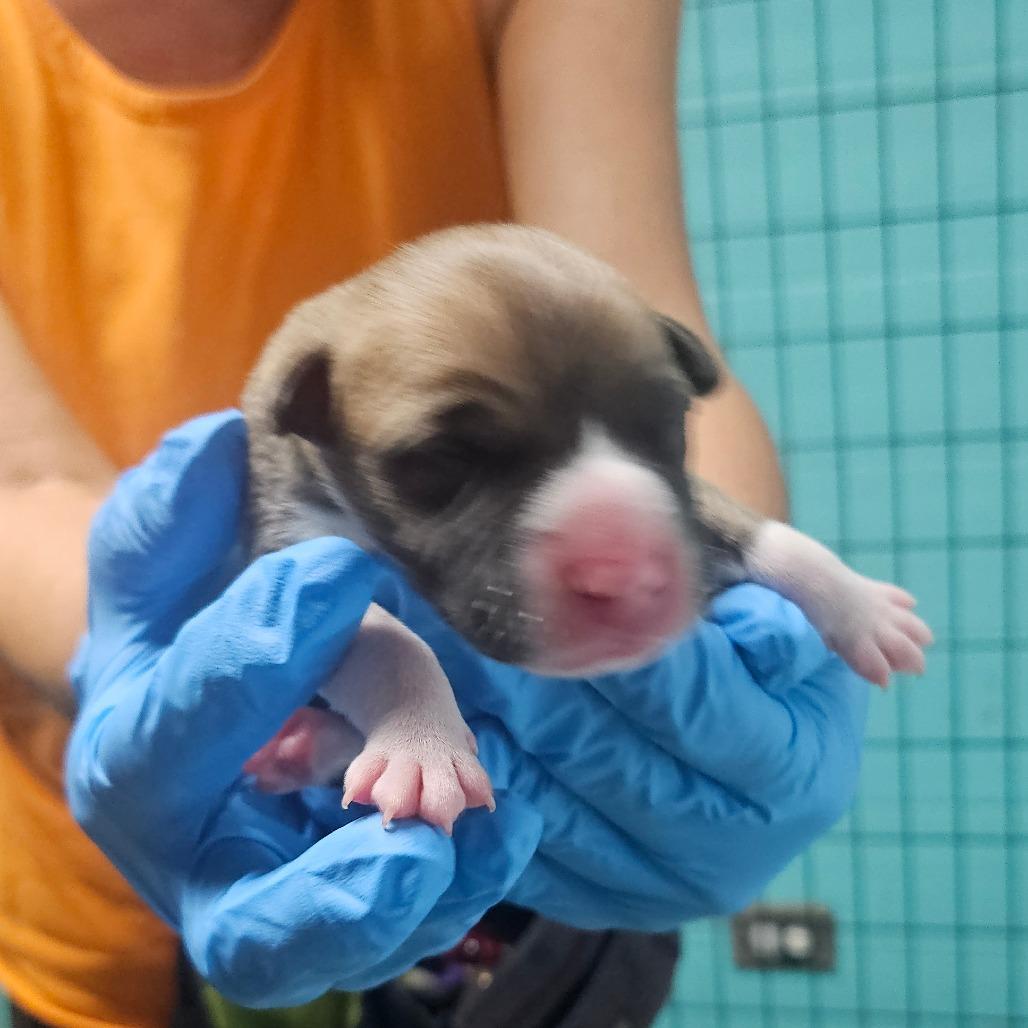 Bob Shrinker, Adoptable, Puppy Male Terrier.