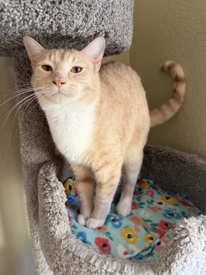 Brand, Adoptable, Kitten Male Domestic Short Hair & Domestic Short Hair.