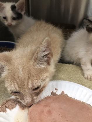 Brand, Adoptable, Kitten Male Domestic Short Hair & Domestic Short Hair.