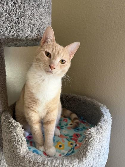 Enlarge Brand, a Adoptable mixed breed in Hillsboro, OR image 2/3