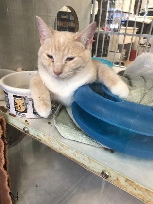 Enlarge Brand, a Adoptable mixed breed in Hillsboro, OR image 3/3