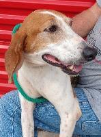 Paige, Adoptable, Senior Female Treeing Walker Coonhound.