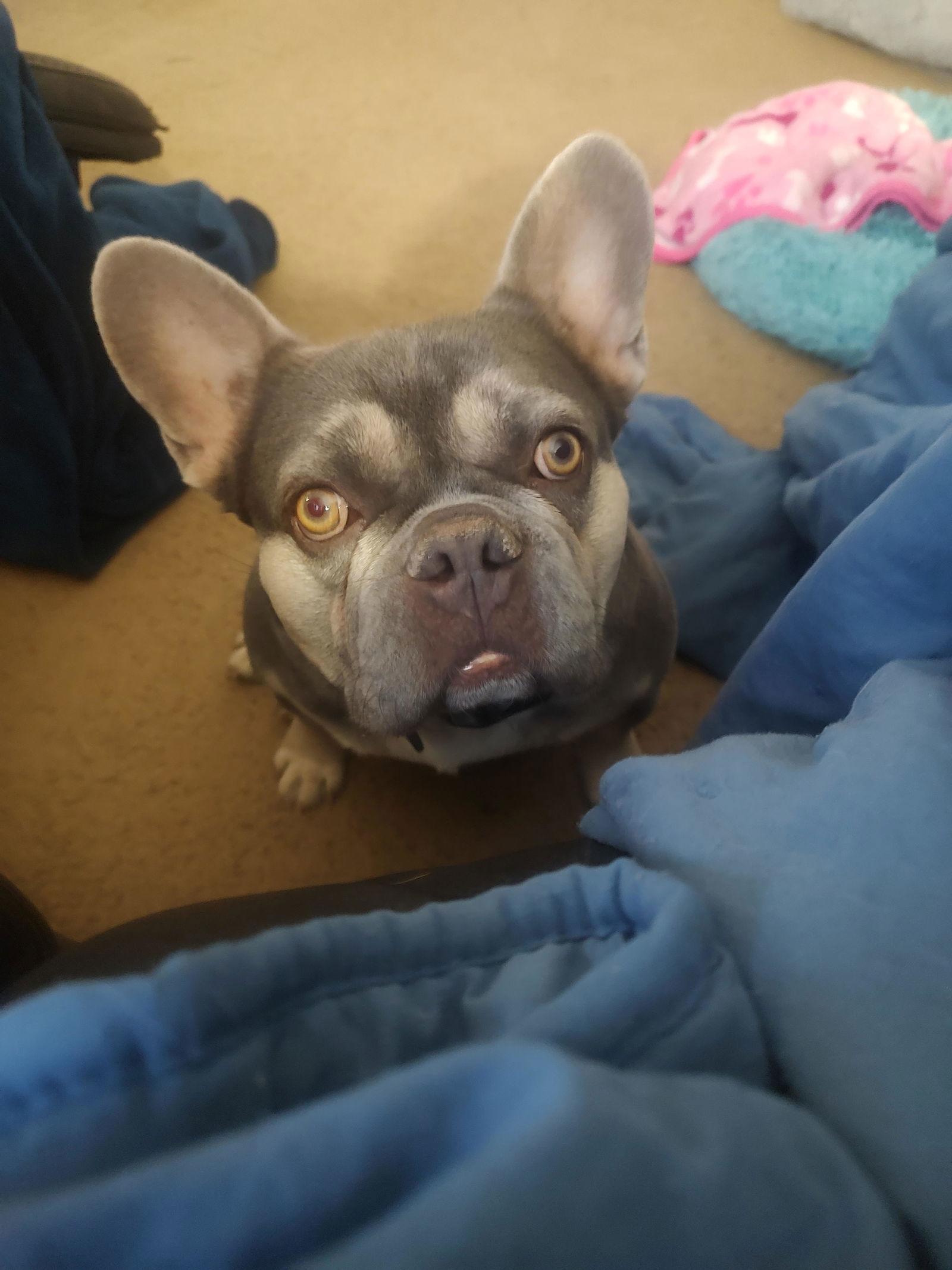 Gremmy, a Adoptable French Bulldog in St. Louis, MO image 1/3